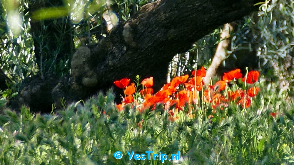 xxx Antequera, Spain, my wildcampspot xxx